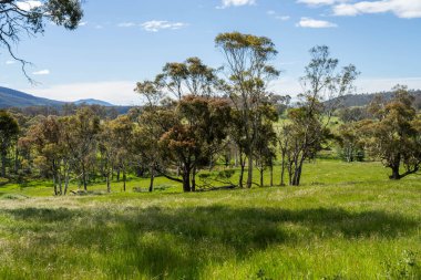 Çiklet ağacı ormanları yemyeşil çayırlarda yetişiyor. Yenilenebilir Sürdürülebilir Avustralya Tarım, Okaliptüs Ağaçlı Avustralya Manzarası Altın Çayırlık tarım arazisi