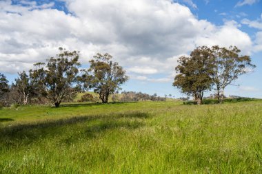 Çiklet ağacı ormanları yemyeşil çayırlarda yetişiyor. Yenilenebilir Sürdürülebilir Avustralya Tarım, Okaliptüs Ağaçlı Avustralya Manzarası Altın Çayırlık tarım arazisi