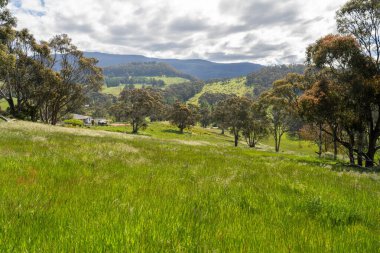 Çiklet ağacı ormanları yemyeşil çayırlarda yetişiyor. Yenilenebilir Sürdürülebilir Avustralya Tarım, Okaliptüs Ağaçlı Avustralya Manzarası Altın Çayırlık tarım arazisi