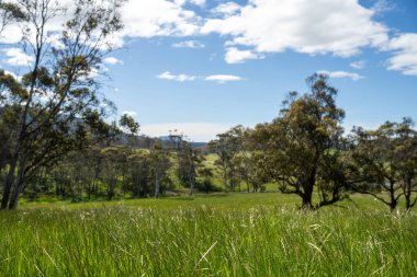 Çiklet ağacı ormanları yemyeşil çayırlarda yetişiyor. Yenilenebilir Sürdürülebilir Avustralya Tarım, Okaliptüs Ağaçlı Avustralya Manzarası Altın Çayırlık tarım arazisi