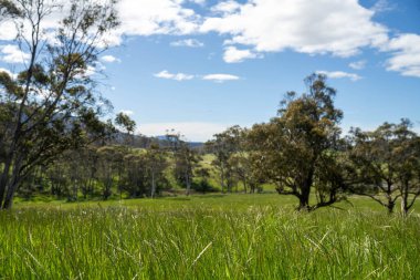 Çiklet ağacı ormanları yemyeşil çayırlarda yetişiyor. Yenilenebilir Sürdürülebilir Avustralya Tarım, Okaliptüs Ağaçlı Avustralya Manzarası Altın Çayırlık tarım arazisi