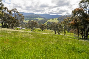Çiklet ağacı ormanları yemyeşil çayırlarda yetişiyor. Yenilenebilir Sürdürülebilir Avustralya Tarım, Okaliptüs Ağaçlı Avustralya Manzarası Altın Çayırlık tarım arazisi
