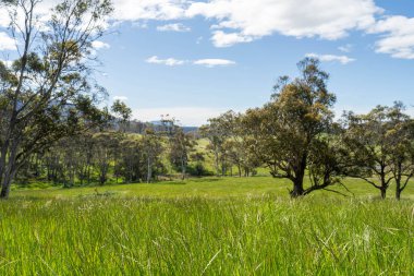 Çiklet ağacı ormanları yemyeşil çayırlarda yetişiyor. Yenilenebilir Sürdürülebilir Avustralya Tarım, Okaliptüs Ağaçlı Avustralya Manzarası Altın Çayırlık tarım arazisi