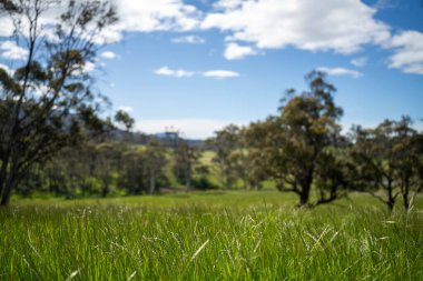 Çiklet ağacı ormanları yemyeşil çayırlarda yetişiyor. Yenilenebilir Sürdürülebilir Avustralya Tarım, Okaliptüs Ağaçlı Avustralya Manzarası Altın Çayırlık tarım arazisi