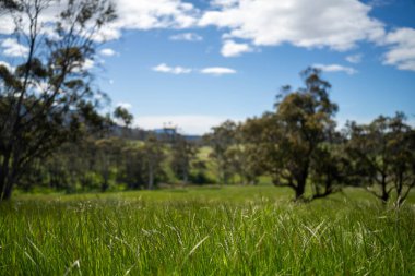 Çiklet ağacı ormanları yemyeşil çayırlarda yetişiyor. Yenilenebilir Sürdürülebilir Avustralya Tarım, Okaliptüs Ağaçlı Avustralya Manzarası Altın Çayırlık tarım arazisi