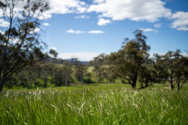 Çiklet ağacı ormanları yemyeşil çayırlarda yetişiyor. Yenilenebilir Sürdürülebilir Avustralya Tarım, Okaliptüs Ağaçlı Avustralya Manzarası Altın Çayırlık tarım arazisi