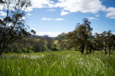 Çiklet ağacı ormanları yemyeşil çayırlarda yetişiyor. Yenilenebilir Sürdürülebilir Avustralya Tarım, Okaliptüs Ağaçlı Avustralya Manzarası Altın Çayırlık tarım arazisi