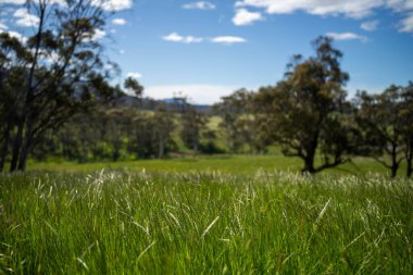 Çiklet ağacı ormanları yemyeşil çayırlarda yetişiyor. Yenilenebilir Sürdürülebilir Avustralya Tarım, Okaliptüs Ağaçlı Avustralya Manzarası Altın Çayırlık tarım arazisi