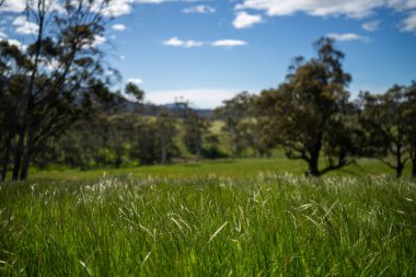 Çiklet ağacı ormanları yemyeşil çayırlarda yetişiyor. Yenilenebilir Sürdürülebilir Avustralya Tarım, Okaliptüs Ağaçlı Avustralya Manzarası Altın Çayırlık tarım arazisi