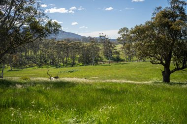 Çiklet ağacı ormanları yemyeşil çayırlarda yetişiyor. Yenilenebilir Sürdürülebilir Avustralya Tarım, Okaliptüs Ağaçlı Avustralya Manzarası Altın Çayırlık tarım arazisi