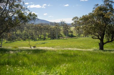 Çiklet ağacı ormanları yemyeşil çayırlarda yetişiyor. Yenilenebilir Sürdürülebilir Avustralya Tarım, Okaliptüs Ağaçlı Avustralya Manzarası Altın Çayırlık tarım arazisi