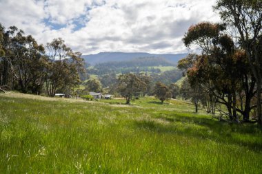 Çiklet ağacı ormanları yemyeşil çayırlarda yetişiyor. Yenilenebilir Sürdürülebilir Avustralya Tarım, Okaliptüs Ağaçlı Avustralya Manzarası Altın Çayırlık tarım arazisi