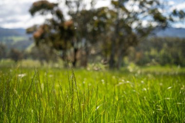 Çiklet ağacı ormanları yemyeşil çayırlarda yetişiyor. Yenilenebilir Sürdürülebilir Avustralya Tarım, Okaliptüs Ağaçlı Avustralya Manzarası Altın Çayırlık tarım arazisi