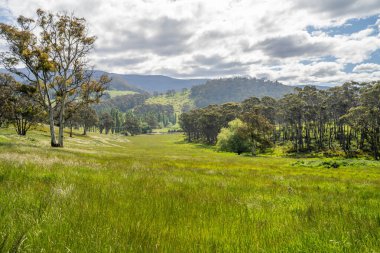 Çiklet ağacı ormanları yemyeşil çayırlarda yetişiyor. Yenilenebilir Sürdürülebilir Avustralya Tarım, Okaliptüs Ağaçlı Avustralya Manzarası Altın Çayırlık tarım arazisi