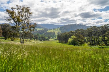 Çiklet ağacı ormanları yemyeşil çayırlarda yetişiyor. Yenilenebilir Sürdürülebilir Avustralya Tarım, Okaliptüs Ağaçlı Avustralya Manzarası Altın Çayırlık tarım arazisi