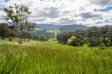 Çiklet ağacı ormanları yemyeşil çayırlarda yetişiyor. Yenilenebilir Sürdürülebilir Avustralya Tarım, Okaliptüs Ağaçlı Avustralya Manzarası Altın Çayırlık tarım arazisi