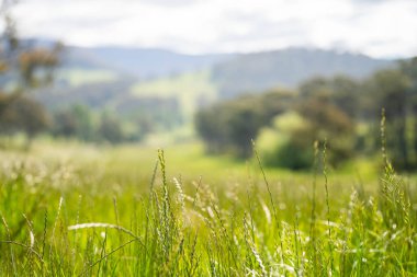 Çiklet ağacı ormanları yemyeşil çayırlarda yetişiyor. Yenilenebilir Sürdürülebilir Avustralya Tarım, Okaliptüs Ağaçlı Avustralya Manzarası Altın Çayırlık tarım arazisi