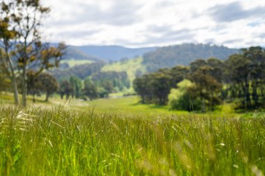 Çiklet ağacı ormanları yemyeşil çayırlarda yetişiyor. Yenilenebilir Sürdürülebilir Avustralya Tarım, Okaliptüs Ağaçlı Avustralya Manzarası Altın Çayırlık tarım arazisi