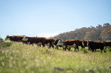 Wagyu angusu inekleri. Sağlıklı sığır sürüsü, yemyeşil otlakta otluyor. Avustralya 'da Yenilenebilir Sürdürülebilir Avustralya Tarım, Sorumlu Hayvancılık ve Doğal Çevre ilkbaharı