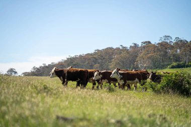 Yeşil yemyeşil çayırlarda otlayan inek sürüsü. Bir barajı, ağaçları ve otlağı olan geniş bir Avustralya Çiftliği manzarası. Kırsal Tarım ve Sürdürülebilir Arazi Yönetimi Avustralya