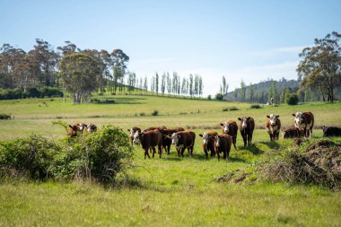 Yeşil yemyeşil çayırlarda otlayan inek sürüsü. Bir barajı, ağaçları ve otlağı olan geniş bir Avustralya Çiftliği manzarası. Kırsal Tarım ve Sürdürülebilir Arazi Yönetimi Avustralya