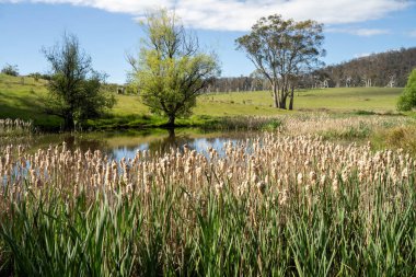 Avustralya sulama çiftliği barajı. Çiftlik hayvanları için Su Kaynağı Yazın Resimli Kırsal Arazide Çimento ve Sürdürülebilir Tarım