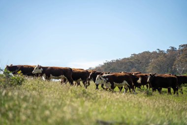 Yeşil yemyeşil çayırlarda otlayan inek sürüsü. Bir barajı, ağaçları ve otlağı olan geniş bir Avustralya Çiftliği manzarası. Kırsal Tarım ve Sürdürülebilir Arazi Yönetimi Avustralya