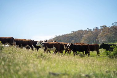Wagyu angusu inekleri. Sağlıklı sığır sürüsü, yemyeşil otlakta otluyor. Avustralya 'da Yenilenebilir Sürdürülebilir Avustralya Tarım, Sorumlu Hayvancılık ve Doğal Çevre ilkbaharı