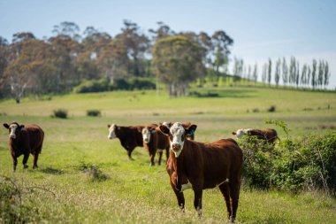 Wagyu angusu inekleri. Sağlıklı sığır sürüsü, yemyeşil otlakta otluyor. Avustralya 'da Yenilenebilir Sürdürülebilir Avustralya Tarım, Sorumlu Hayvancılık ve Doğal Çevre ilkbaharı
