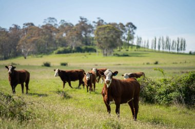 Wagyu angusu inekleri. Sağlıklı sığır sürüsü, yemyeşil otlakta otluyor. Avustralya 'da Yenilenebilir Sürdürülebilir Avustralya Tarım, Sorumlu Hayvancılık ve Doğal Çevre ilkbaharı