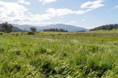 Çiklet ağacı ormanları yemyeşil çayırlarda yetişiyor. Yenilenebilir Sürdürülebilir Avustralya Tarım, Okaliptüs Ağaçlı Avustralya Manzarası Altın Çayırlık tarım arazisi