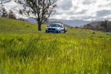 Çiklet ağacı ormanları yemyeşil çayırlarda yetişiyor. Yenilenebilir Sürdürülebilir Avustralya Tarım, Okaliptüs Ağaçlı Avustralya Manzarası Altın Çayırlık tarım arazisi