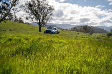 Çiklet ağacı ormanları yemyeşil çayırlarda yetişiyor. Yenilenebilir Sürdürülebilir Avustralya Tarım, Okaliptüs Ağaçlı Avustralya Manzarası Altın Çayırlık tarım arazisi