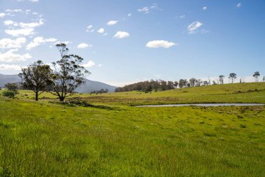 Çiklet ağacı ormanları yemyeşil çayırlarda yetişiyor. Yenilenebilir Sürdürülebilir Avustralya Tarım, Okaliptüs Ağaçlı Avustralya Manzarası Altın Çayırlık tarım arazisi
