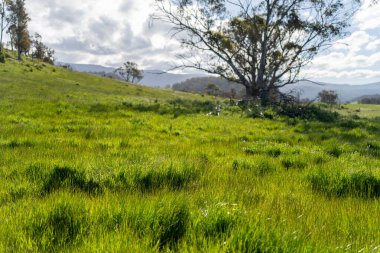 Çiklet ağacı ormanları yemyeşil çayırlarda yetişiyor. Yenilenebilir Sürdürülebilir Avustralya Tarım, Okaliptüs Ağaçlı Avustralya Manzarası Altın Çayırlık tarım arazisi