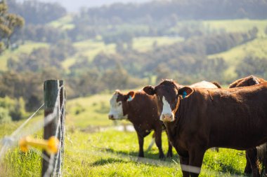 Wagyu angusu inekleri. Sağlıklı sığır sürüsü, yemyeşil otlakta otluyor. Avustralya 'da Yenilenebilir Sürdürülebilir Avustralya Tarım, Sorumlu Hayvancılık ve Doğal Çevre ilkbaharı