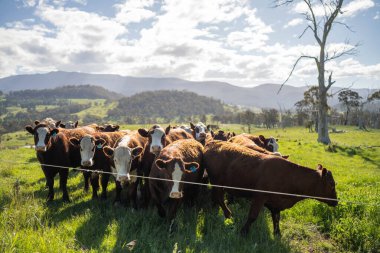 Yeşil yemyeşil çayırlarda otlayan inek sürüsü. Bir barajı, ağaçları ve otlağı olan geniş bir Avustralya Çiftliği manzarası. Kırsal Tarım ve Sürdürülebilir Arazi Yönetimi Avustralya