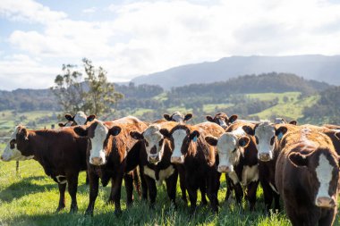 Yeşil yemyeşil çayırlarda otlayan inek sürüsü. Bir barajı, ağaçları ve otlağı olan geniş bir Avustralya Çiftliği manzarası. Kırsal Tarım ve Sürdürülebilir Arazi Yönetimi Avustralya