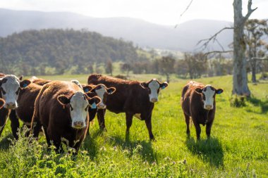 Wagyu angusu inekleri. Sağlıklı sığır sürüsü, yemyeşil otlakta otluyor. Avustralya 'da Yenilenebilir Sürdürülebilir Avustralya Tarım, Sorumlu Hayvancılık ve Doğal Çevre ilkbaharı