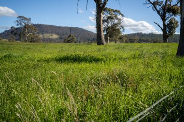 Çiklet ağacı ormanları yemyeşil çayırlarda yetişiyor. Yenilenebilir Sürdürülebilir Avustralya Tarım, Okaliptüs Ağaçlı Avustralya Manzarası Altın Çayırlık tarım arazisi