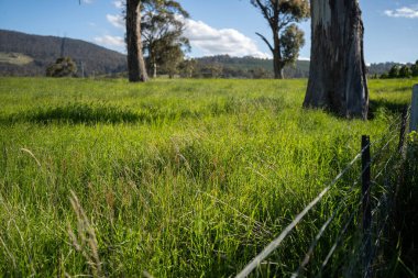 Çiklet ağacı ormanları yemyeşil çayırlarda yetişiyor. Yenilenebilir Sürdürülebilir Avustralya Tarım, Okaliptüs Ağaçlı Avustralya Manzarası Altın Çayırlık tarım arazisi