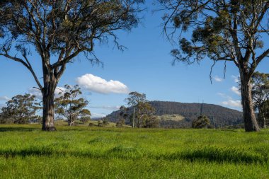 Çiklet ağacı ormanları yemyeşil çayırlarda yetişiyor. Yenilenebilir Sürdürülebilir Avustralya Tarım, Okaliptüs Ağaçlı Avustralya Manzarası Altın Çayırlık tarım arazisi
