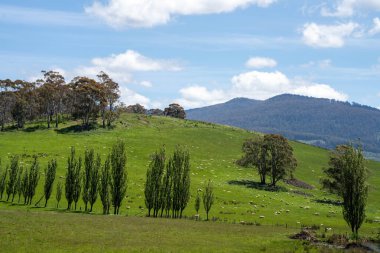 Çiklet ağacı ormanları yemyeşil çayırlarda yetişiyor. Yenilenebilir Sürdürülebilir Avustralya Tarım, Okaliptüs Ağaçlı Avustralya Manzarası Altın Çayırlık tarım arazisi