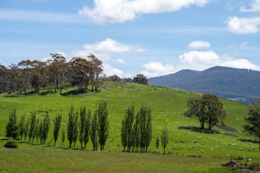 Çiklet ağacı ormanları yemyeşil çayırlarda yetişiyor. Yenilenebilir Sürdürülebilir Avustralya Tarım, Okaliptüs Ağaçlı Avustralya Manzarası Altın Çayırlık tarım arazisi