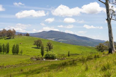 Çiklet ağacı ormanları yemyeşil çayırlarda yetişiyor. Yenilenebilir Sürdürülebilir Avustralya Tarım, Okaliptüs Ağaçlı Avustralya Manzarası Altın Çayırlık tarım arazisi