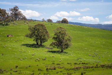 Çiklet ağacı ormanları yemyeşil çayırlarda yetişiyor. Yenilenebilir Sürdürülebilir Avustralya Tarım, Okaliptüs Ağaçlı Avustralya Manzarası Altın Çayırlık tarım arazisi