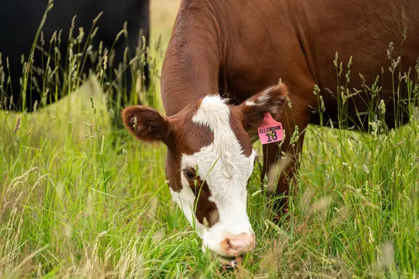 Wagyu angusu inekleri. Sağlıklı sığır sürüsü, yemyeşil otlakta otluyor. Avustralya 'da Yenilenebilir Sürdürülebilir Avustralya Tarım, Sorumlu Hayvancılık ve Doğal Çevre ilkbaharı