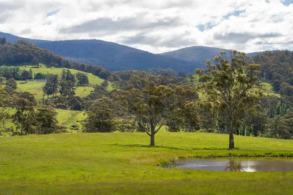 Çiklet ağacı ormanları yemyeşil çayırlarda yetişiyor. Yenilenebilir Sürdürülebilir Avustralya Tarım, Okaliptüs Ağaçlı Avustralya Manzarası Altın Çayırlık tarım arazisi