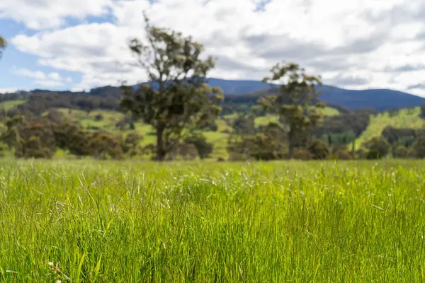 Çiklet ağacı ormanları yemyeşil çayırlarda yetişiyor. Yenilenebilir Sürdürülebilir Avustralya Tarım, Okaliptüs Ağaçlı Avustralya Manzarası Altın Çayırlık tarım arazisi