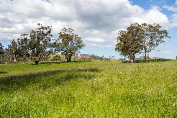 Çiklet ağacı ormanları yemyeşil çayırlarda yetişiyor. Yenilenebilir Sürdürülebilir Avustralya Tarım, Okaliptüs Ağaçlı Avustralya Manzarası Altın Çayırlık tarım arazisi